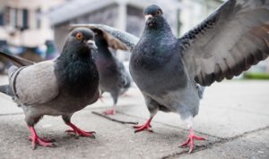 Pigeon Removal