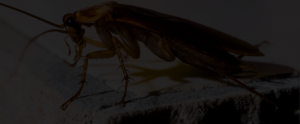 Cockroach