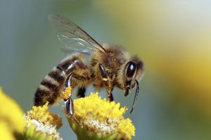 Bee