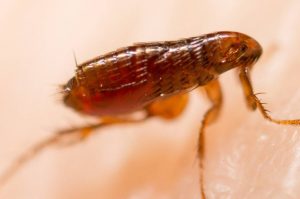 Flea Removal