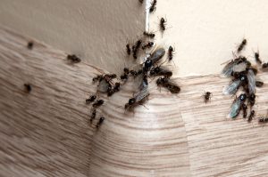 Exterminator