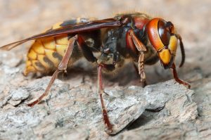 Hornet