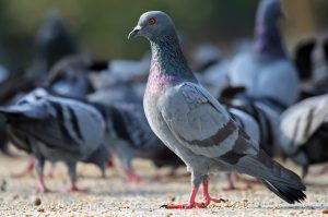 Pigeons