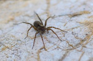 spider removal