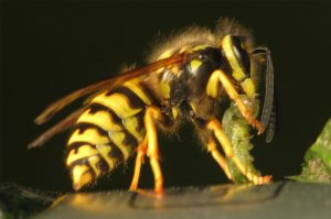 Wasps