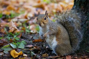 Squirrels