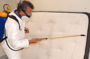bed bug removal
