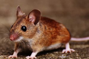 mice