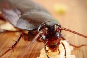 cockroach removal