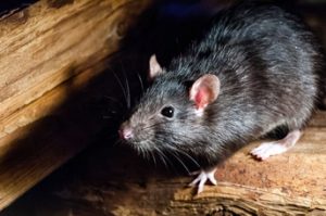 RAT CONTROL