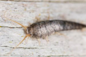 SILVERFISH