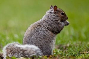 SQUIRRELS