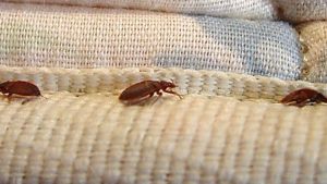 Bed Bug Removal