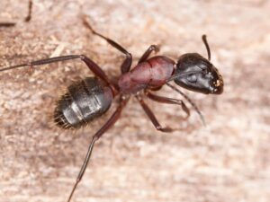 Carpenter Ant