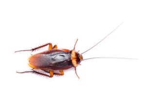 Cockroach control