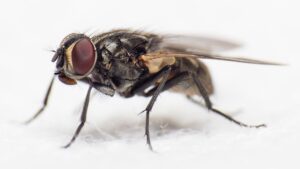 Flies