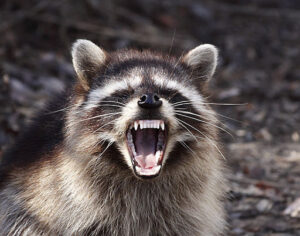 Raccoons