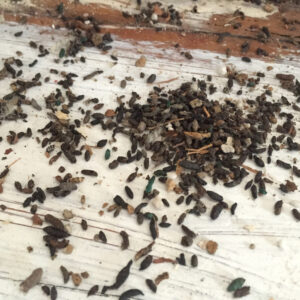 Mouse Droppings