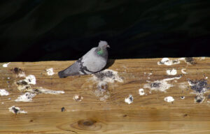 Pigeons