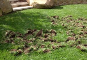 Raccoon Damage