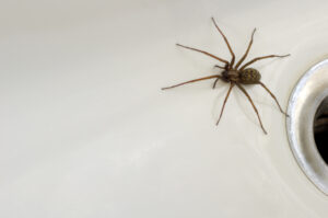 spider in the tub