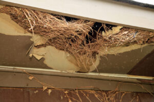 squirrel nest