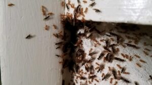 swarming ants