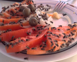 flies on food