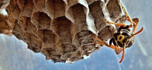 Hornet Nest