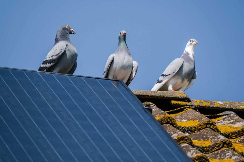 Calgary Solar Panel Bird Proofing